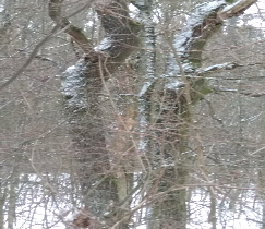 Baumpaar im Winter - All-eins-Sein