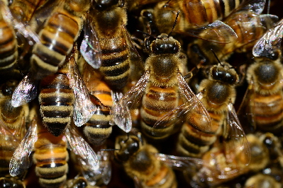Bienen, Hummeln können Krafttiere sein.