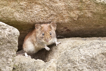 Krafttiere können kleine kraftvolle Tierarten wie die Maus sein.